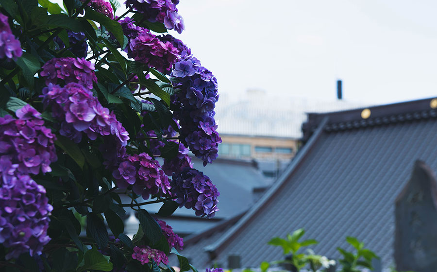 紫陽花と誓欣院