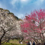 熱海梅園