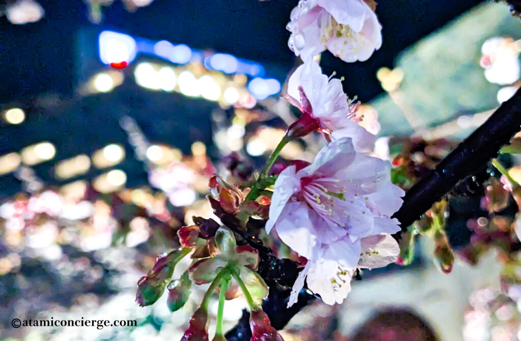 ライトアップされた夜桜