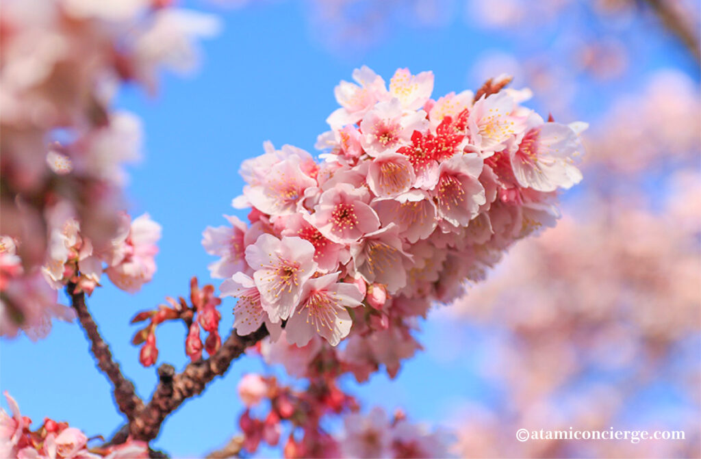 糸川で見られるあたみ桜のアップ