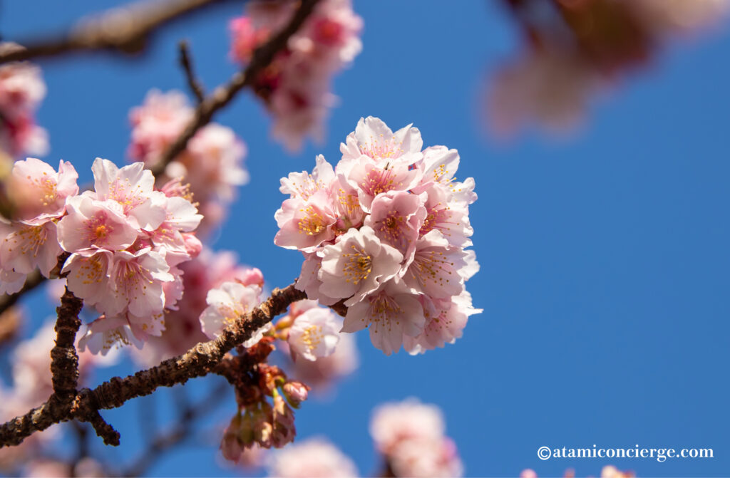 あたみ桜が新春の青空に映えます