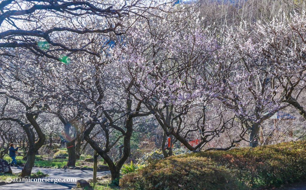 熱海梅園 奥の橋付近 白梅の開花状況