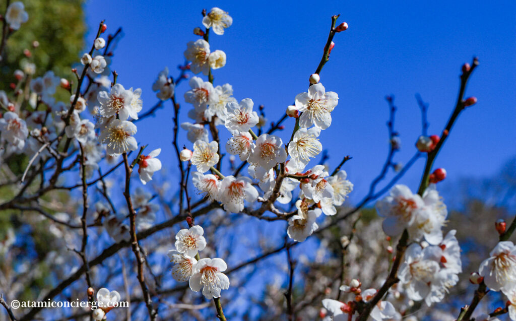 熱海梅園 白梅 花のアップ写真