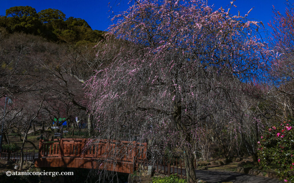 熱海梅園 枝垂れ梅 園内中程の様子