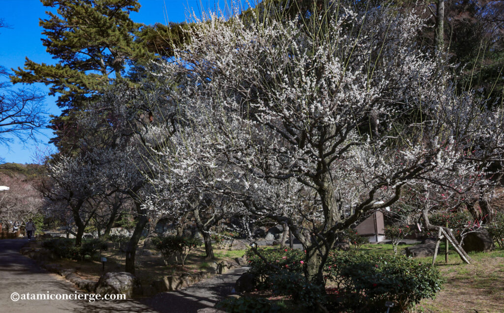 熱海梅園 梅まつり 園内入口付近の梅の様子