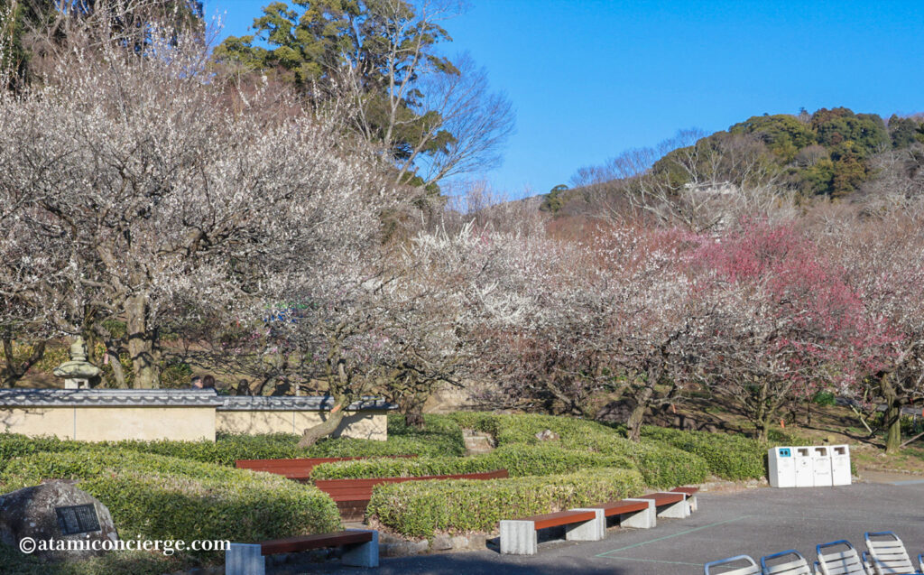 熱海梅園でイベントが行われる広場写真