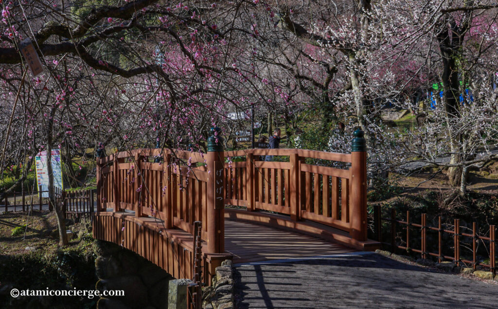 初川を挟んで両側に遊歩道が続く熱海梅園の園内散策路