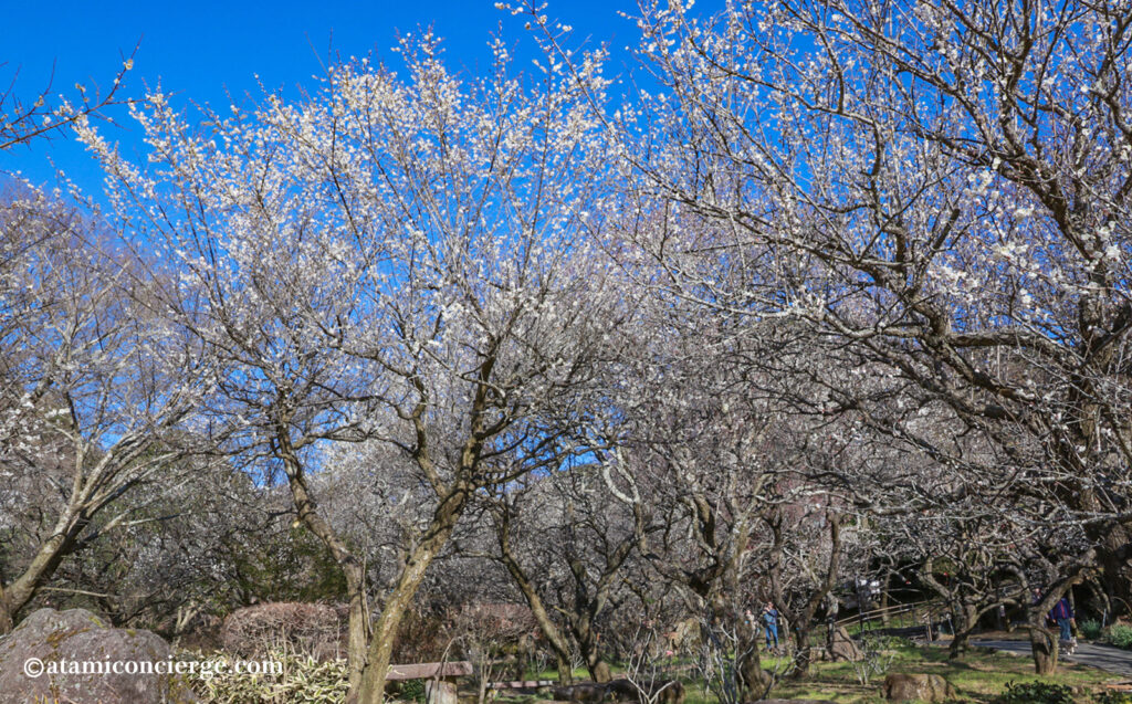 梅を眺めながらゆっくり歩ける熱海梅園の園内風景