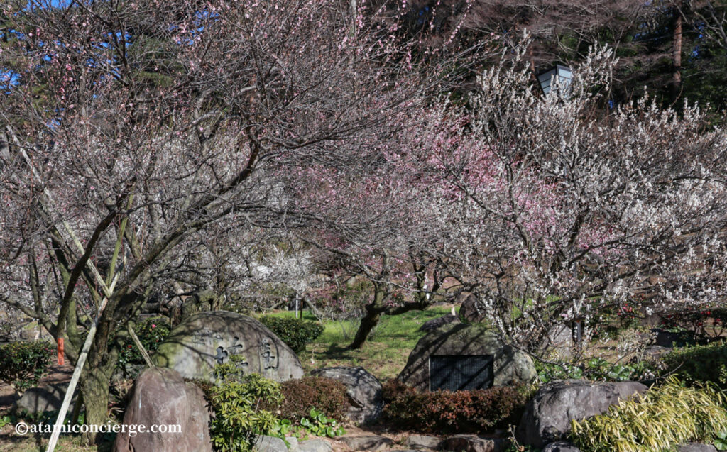 熱海梅園 梅まつり 入園口付近に咲く紅白の梅を近くで撮影できるポイント
