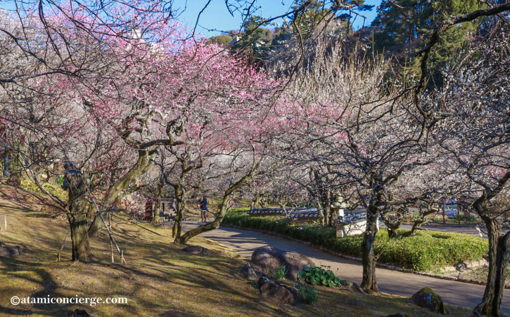 熱海梅園 梅まつり期間中の梅並木