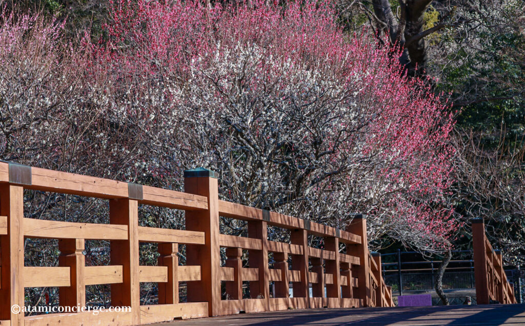 熱海梅園 梅まつり 園内の橋周辺で梅を間近に撮影できる人気スポット