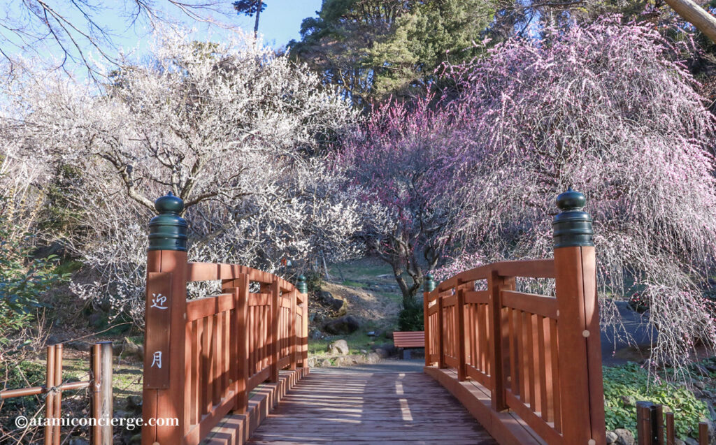 熱海梅園 梅まつり 園内の橋周辺で梅の写真撮影を楽しめるスポット