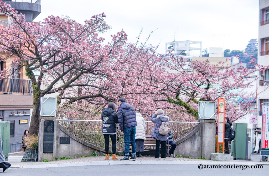 糸川にかかる御成橋からの桜