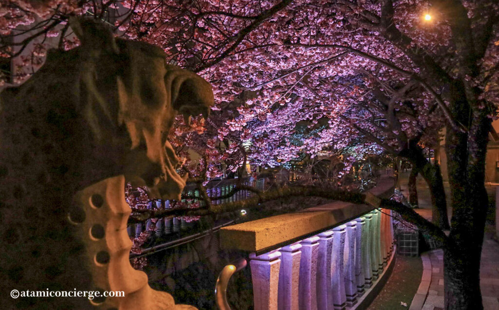 ライトアップされた糸川遊歩道の桜とドラゴン
