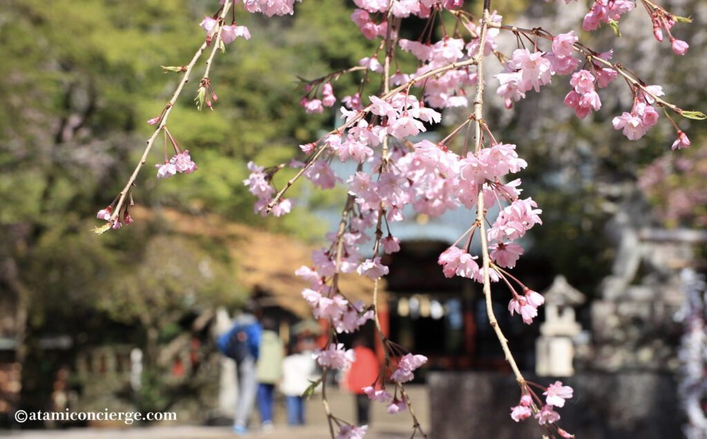 伊豆山神社の枝垂れ桜のアップ