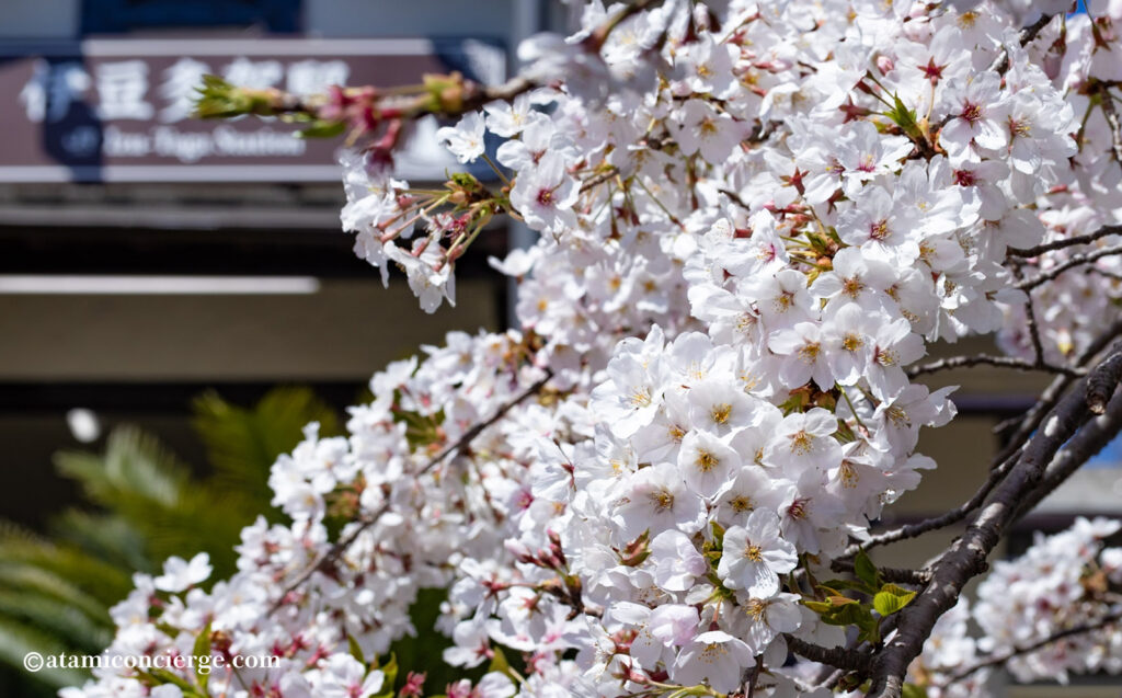 伊豆多賀駅前のソメイヨシノのアップ