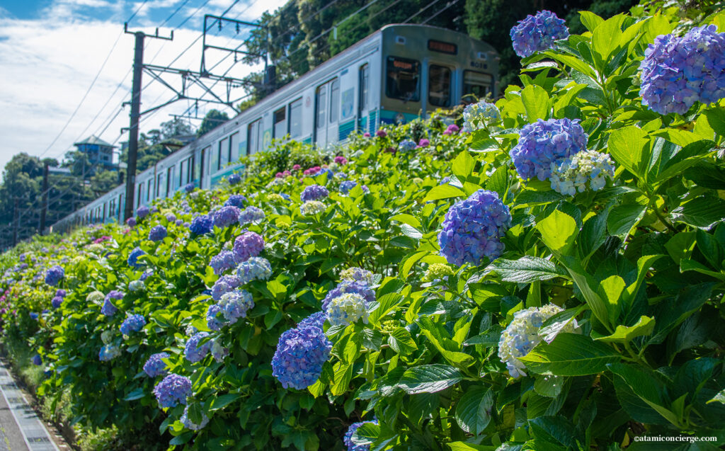 あじさいと電車をパシャリ
