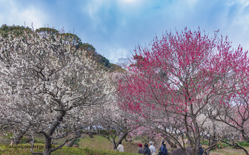梅祭り開催中の梅園