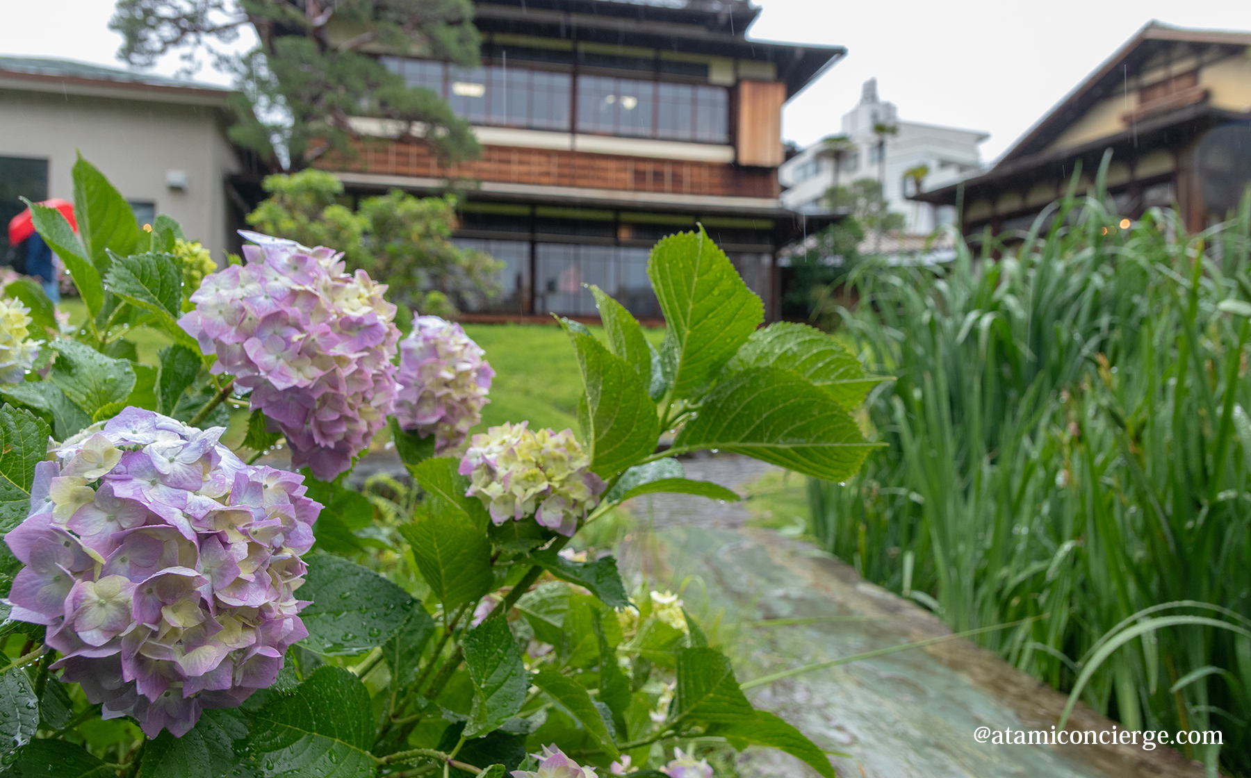 雨の起雲閣と紫陽花