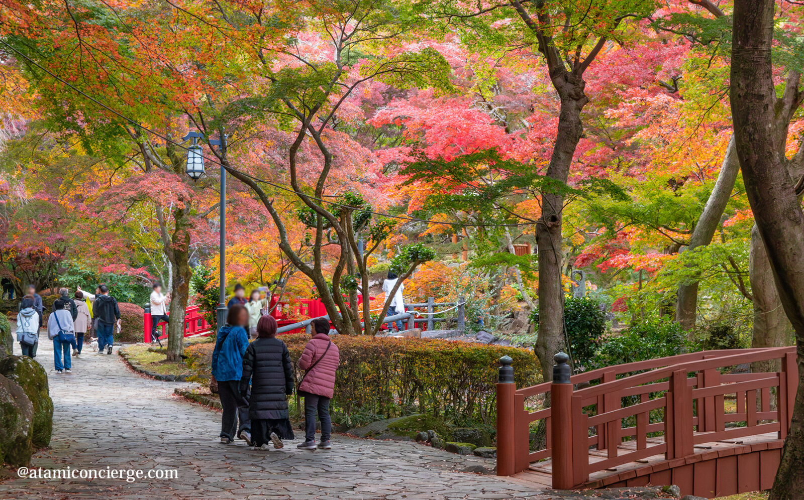 2025年11月22日梅園の紅葉