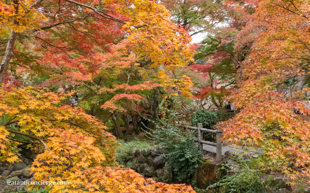 11月下旬の梅園の紅葉