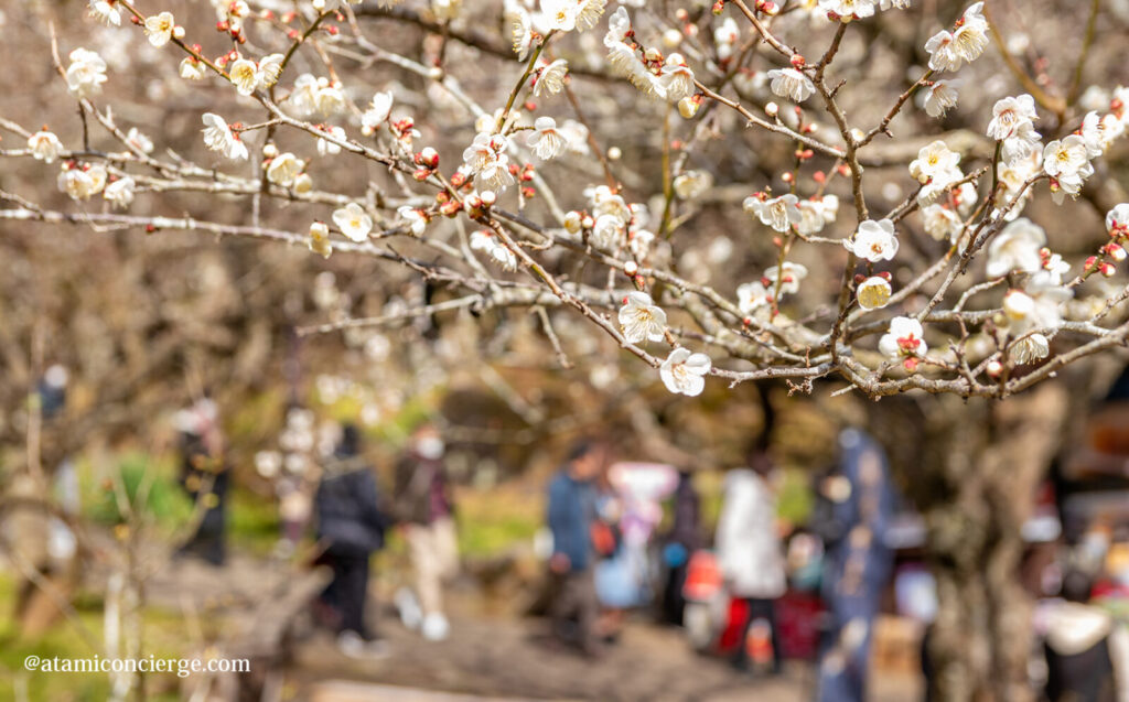 賑わう梅まつりの様子
