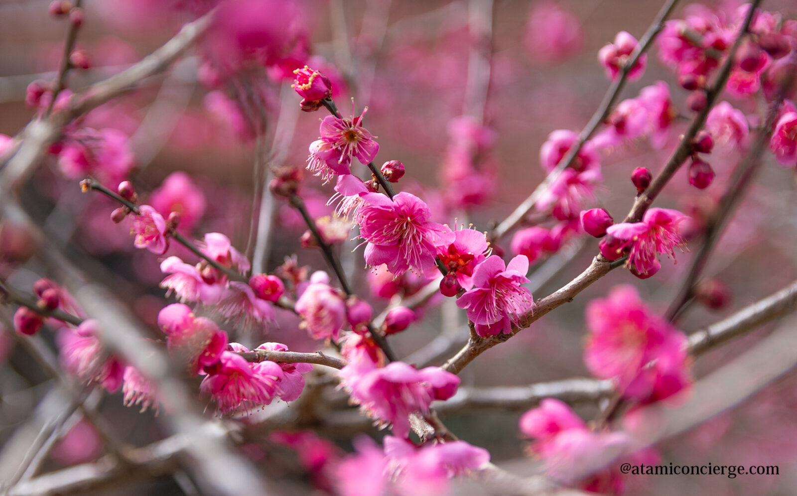 橋の上から撮る紅梅のアップ