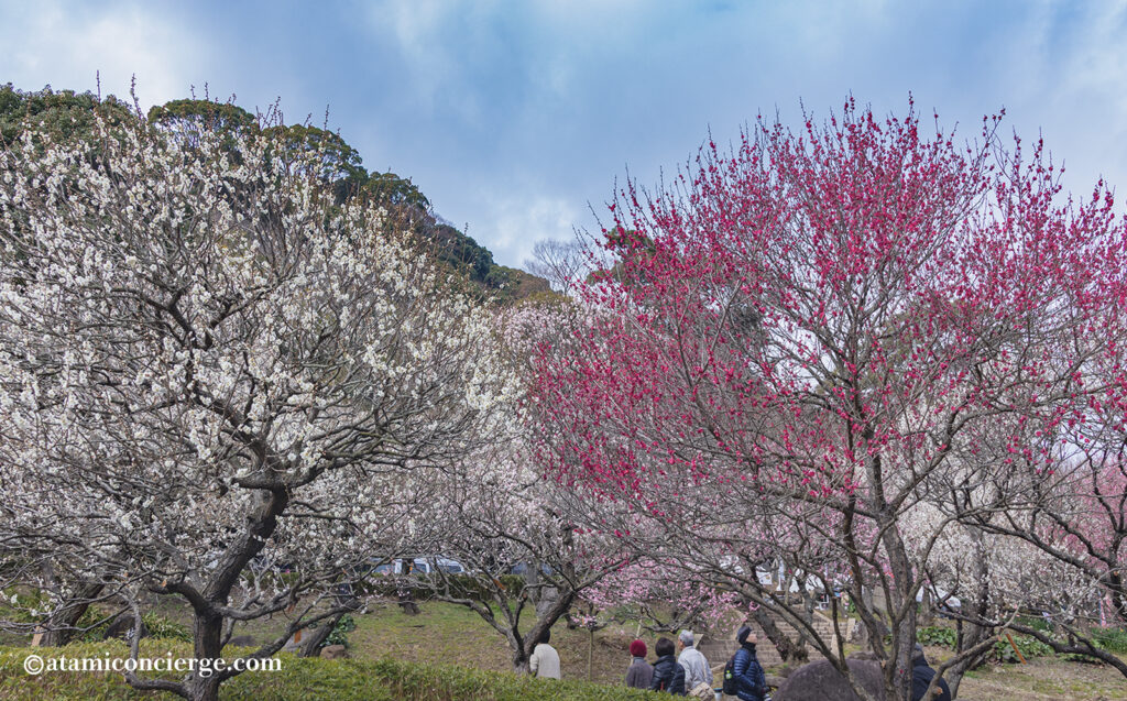 梅園の紅白梅